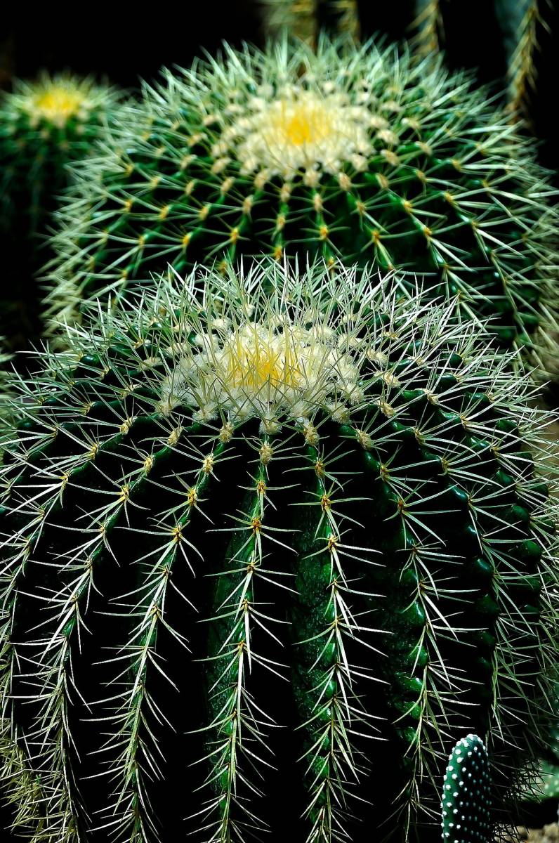 Plantes grasses / Cactus